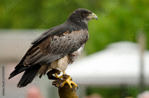 Obraz Wüstenbussard (Parabuteo unicinctus)