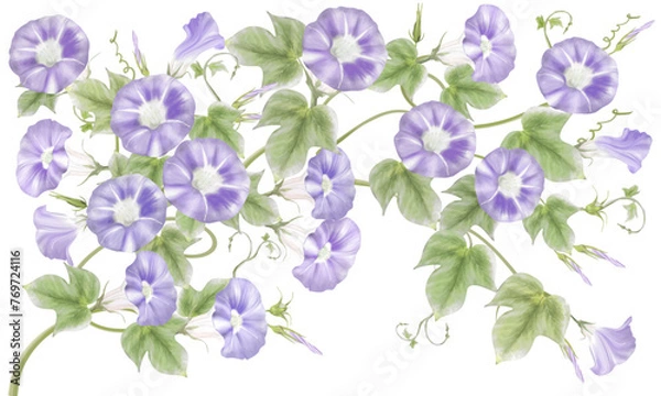 Fototapeta 水彩で描いた紫のあさがお