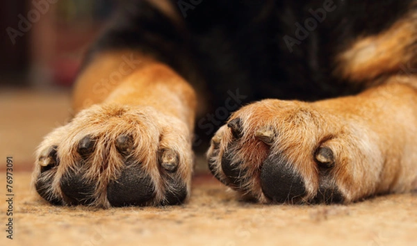 Fototapeta Dogs paws