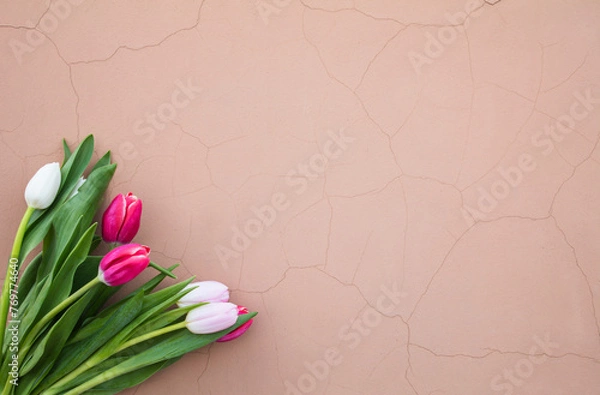 Fototapeta Tulips on a pink background. White, pink tulips.