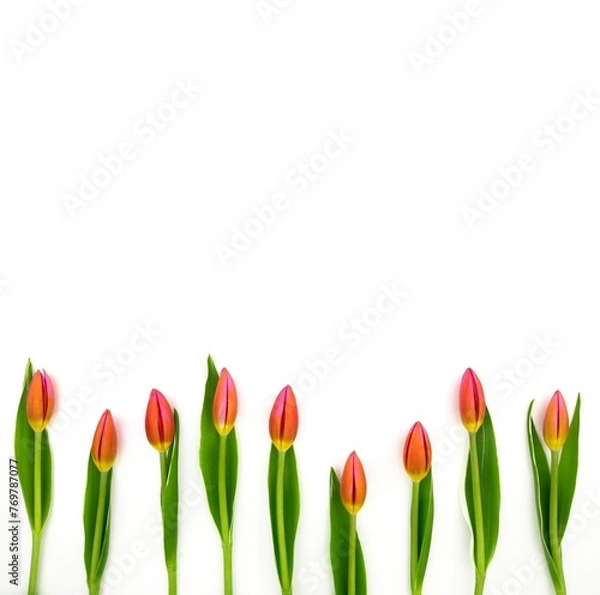 Fototapeta Frame of red tulips on white background