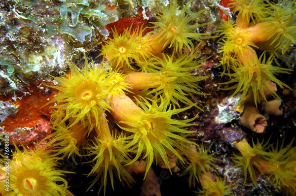 Fototapeta Golden Zoanthid colony