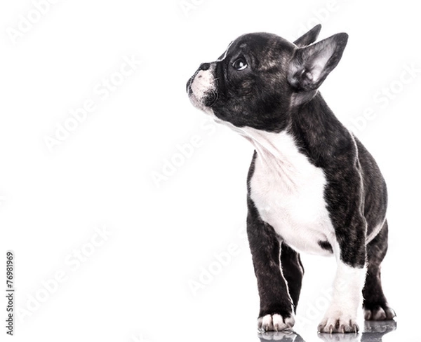 Fototapeta Curious puppy