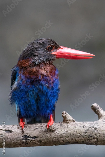 Obraz The Javan kingfisher is perched enjoying solitude while observing the surrounding environment to hunt and look for prey to eat