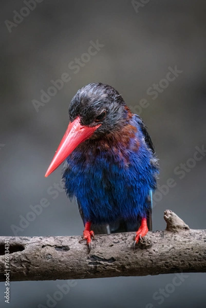 Obraz The Javan kingfisher is perched enjoying solitude while observing the surrounding environment to hunt and look for prey to eat