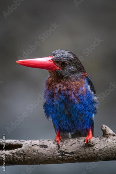 Obraz The Javan kingfisher is perched enjoying solitude while observing the surrounding environment to hunt and look for prey to eat
