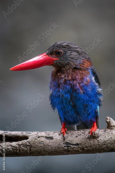 Obraz The Javan kingfisher is perched enjoying solitude while observing the surrounding environment to hunt and look for prey to eat