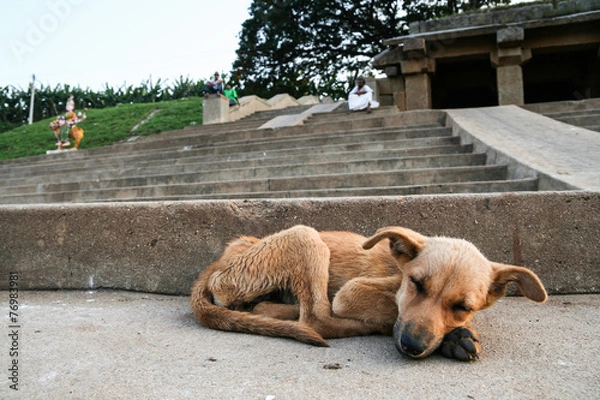Obraz Young stray dog sleeping