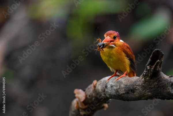 Obraz A rufous-backed kingfisher is perched on a tree branch in a lowland tropical forest and watches its surroundings for food