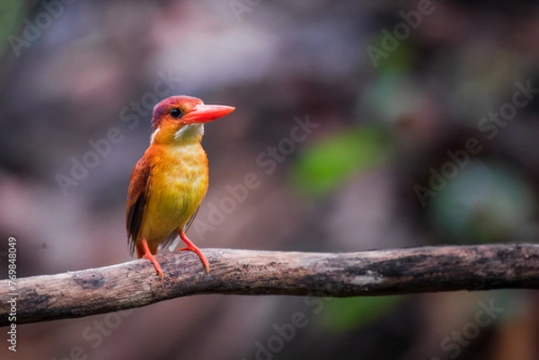 Obraz A rufous-backed kingfisher is perched on a tree branch in a lowland tropical forest and watches its surroundings for food