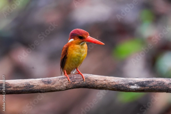 Obraz A rufous-backed kingfisher is perched on a tree branch in a lowland tropical forest and watches its surroundings for food