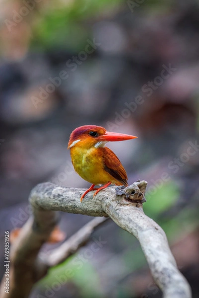 Obraz A rufous-backed kingfisher is perched on a tree branch in a lowland tropical forest and watches its surroundings for food