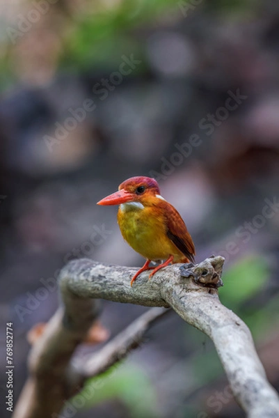 Obraz A rufous-backed kingfisher is perched on a tree branch in a lowland tropical forest and watches its surroundings for food