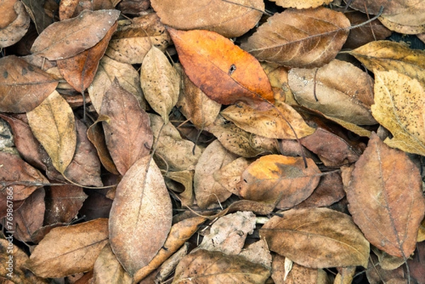 Obraz background of red orange, brown autumn leaves