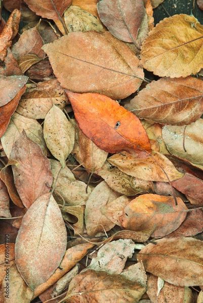 Fototapeta background of red orange, brown autumn leaves
