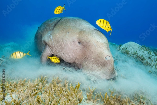 Obraz Dugong and friends
