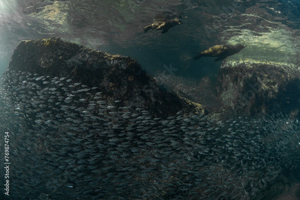 Obraz Sea lions hunting for fish