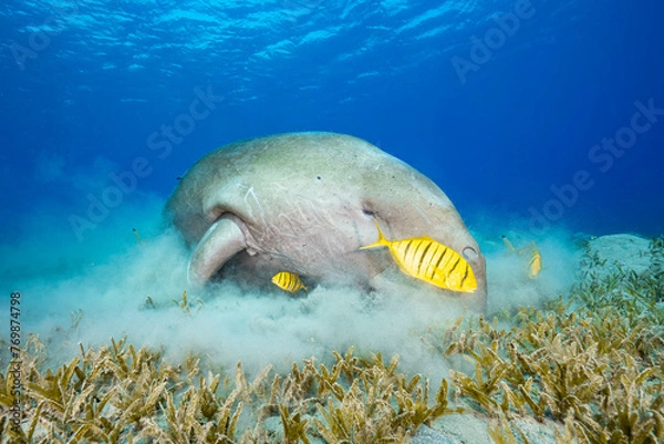 Obraz Dugong and friends
