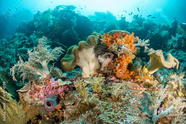 Obraz Beautiful reef scene