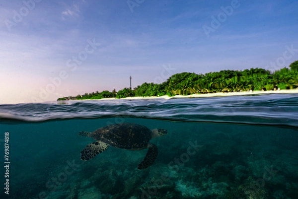 Obraz Turtle split shot