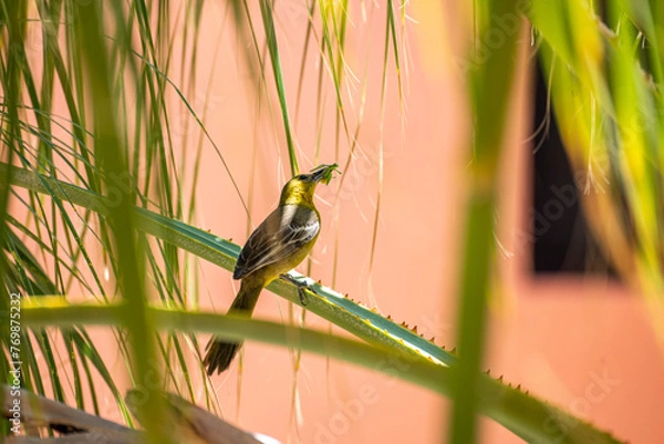 Obraz bird with its prey