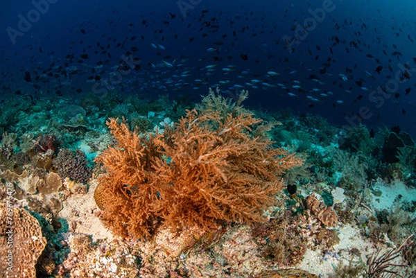 Obraz Reef scene in Indonesia