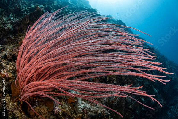 Obraz Reef scenes in pink