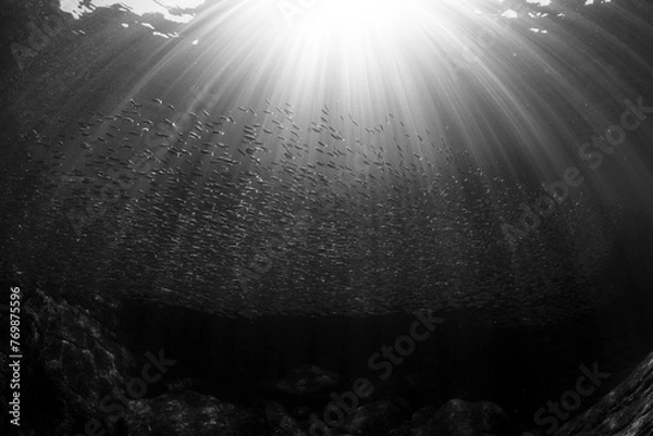 Obraz Fish scene in B&W