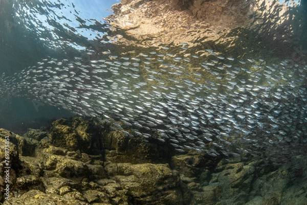 Obraz Reef and fish scene