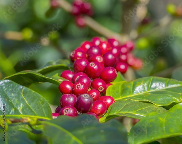 Fototapeta Red coffee beans on a branch of coffee tree, ripe and unripe ber