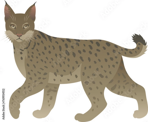 Fototapeta Color vector illustration of bobcat standing, walking, side view. Wild cat family animal isolated on white background. Wildlife of North America.