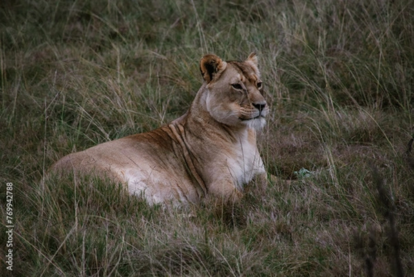 Obraz Lioness on alert
