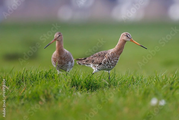 Obraz Two black tailed godwit standing in the grass in the Netherlands