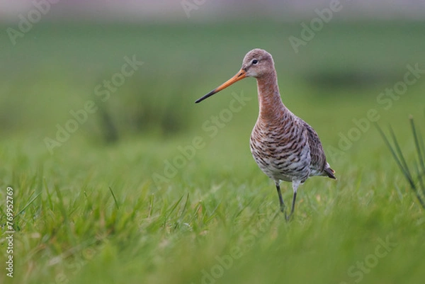 Obraz A black-tailed godwit standing in the grass