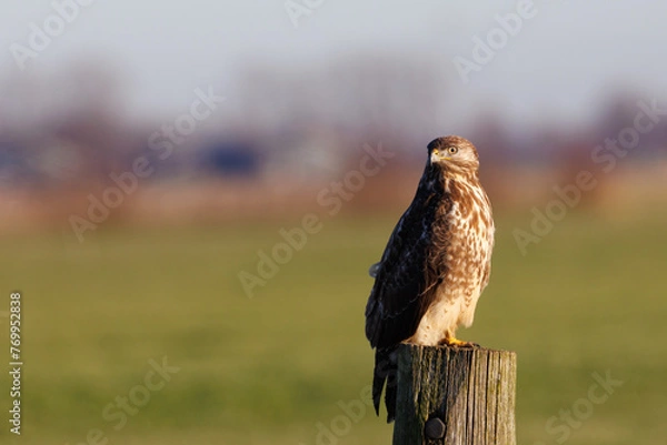 Obraz Common buzzard perched on a pole, head turned to the camera