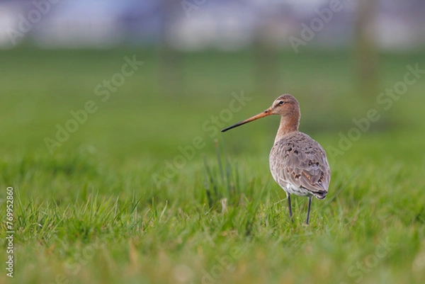 Obraz Black-tailed godwit Limosa Limosa bird standing in the grass