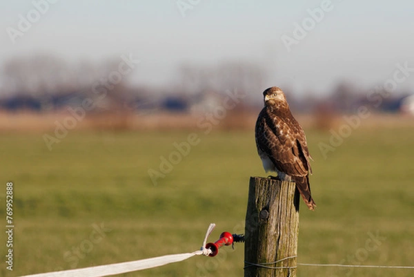 Obraz Common buzzard perched on a pole