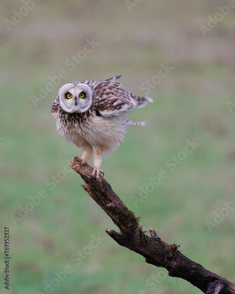 Obraz Velduil; Short-eared Owl; Asio flammeus shaking his feathers

