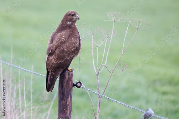 Obraz Common buzzard among farm landscape sitting on a pole