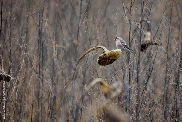 Obraz Mealy redpoll perched on a dried sunflower