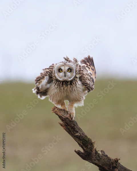 Obraz Short eared Owl shakes its feathers in the wind