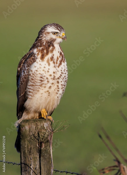 Obraz Common buzzard perches on a pole