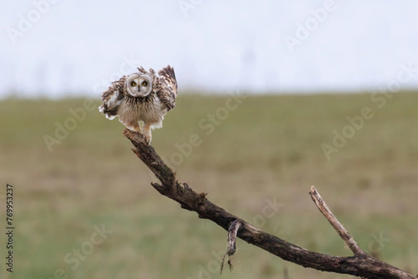 Fototapeta Short eared owl shaking with his feathers, perched to a branch