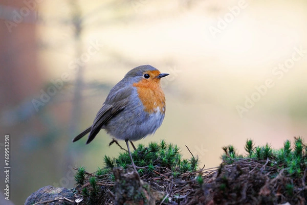 Obraz Robin on a branch with beautiful light