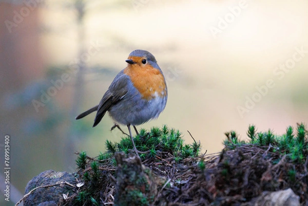 Obraz Cute little robin on a branch with beautiful light