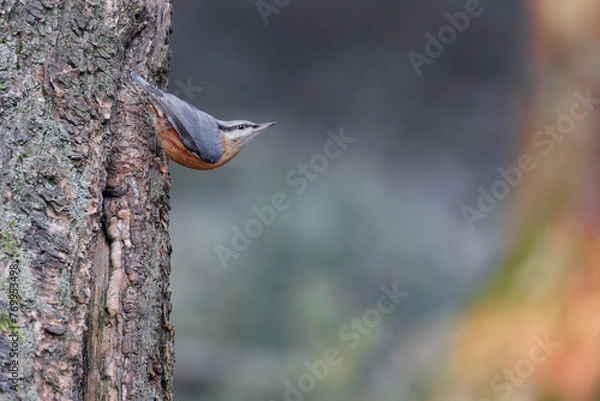 Obraz Eurasian Nuthatch perched on a tree