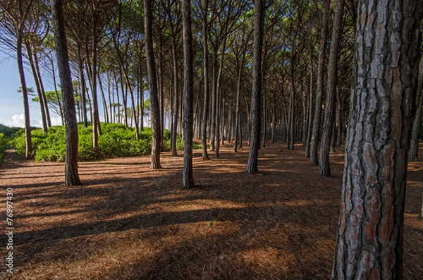 Obraz Pinewood with his lights and shadows