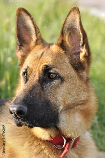 Fototapeta Pastor Alemán