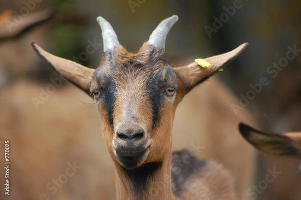 Fototapeta chevrette