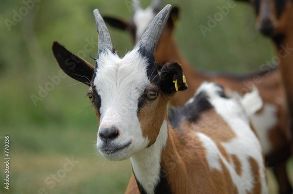 Obraz jeune chèvre